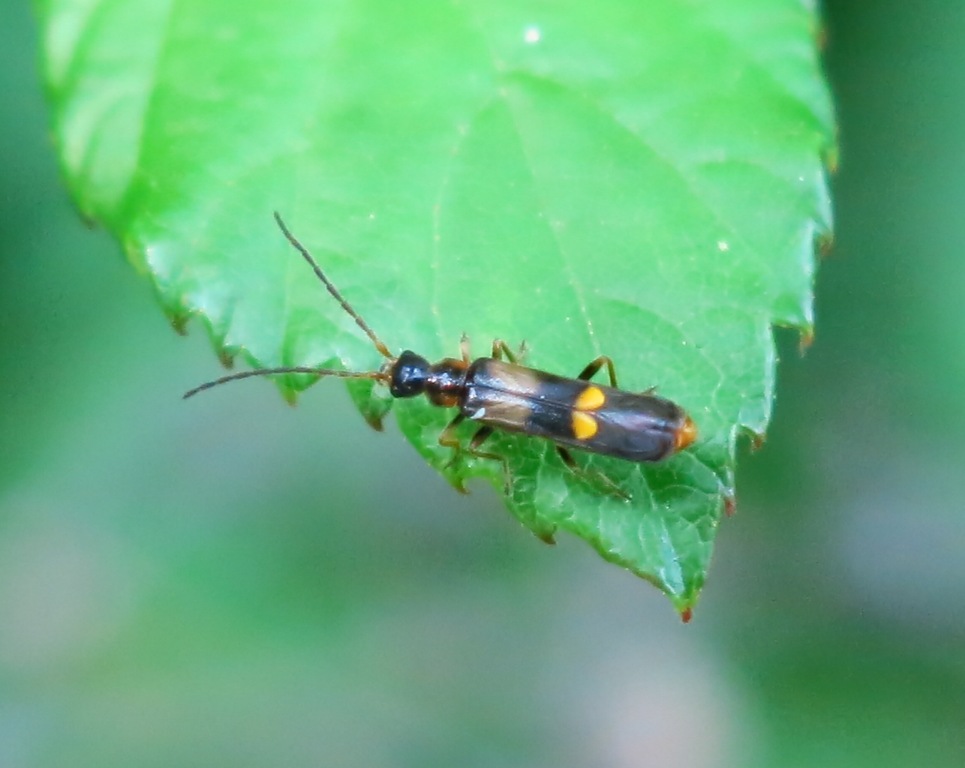 Malthodes sp.? Cantharidae